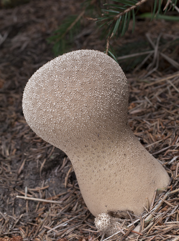 Lycoperdon excipuliforme